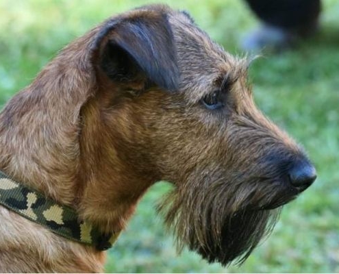 Irish Terrier Red Jacket
