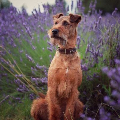 Irish Terrier Lucky Irish Benko Milow