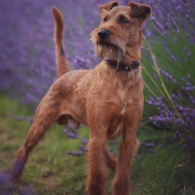 Irish Terrier Lucky Irish Benko Milow