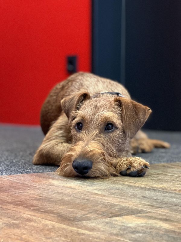 Irish Terrier Kurti