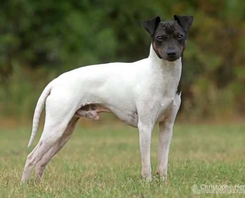 Japanischer Terrier