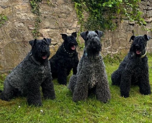 Kerry Blue Terrier Celtic Blue vom Klosterberg