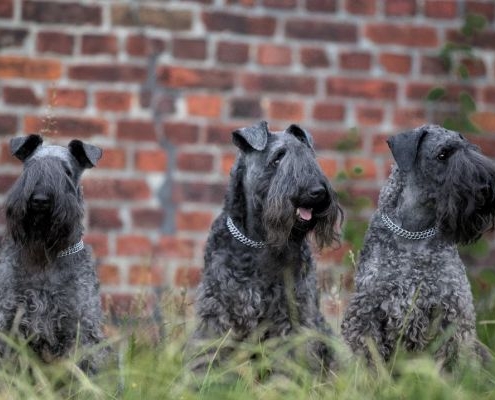 Kerry Blue Terrier of Bleubell Cottage