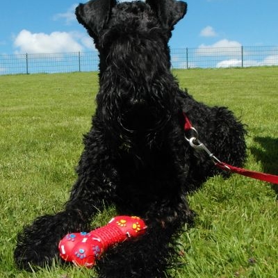 Kerry Blue Terrier von den Mückenstürmern