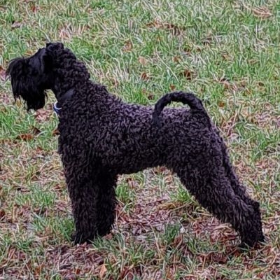 Kerry Blue Terrier of Bluebell Cottage