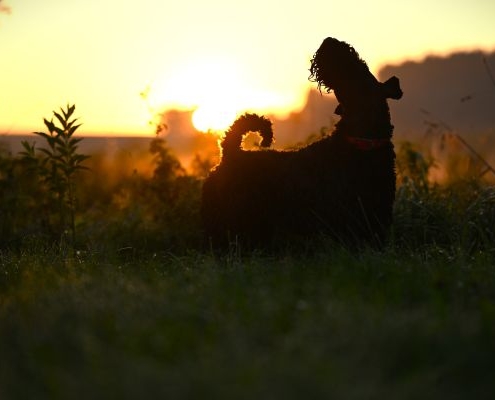 Kerry Blue Terrier Vom Ochtendunger Land