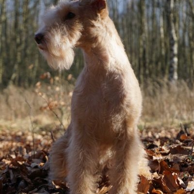 Lakeland Terrier von der Wittenburg