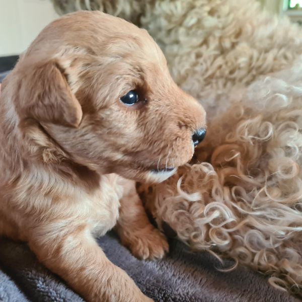 2 Wochen alter Lakeland Terrier Welpe