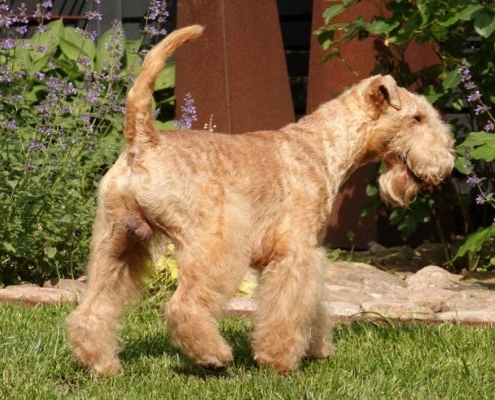 Lakeland Terrier Zavetnaya Mechta