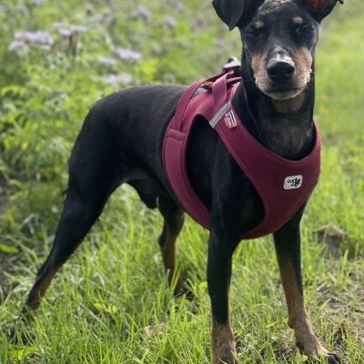 Manchester Terrier Black Bandit’s