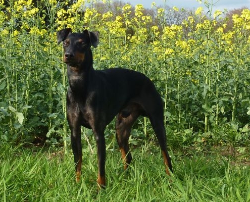 Manchester Terrier vom Belker-Bad