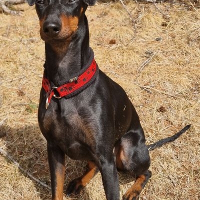 Manchester Terrier vom Trajan