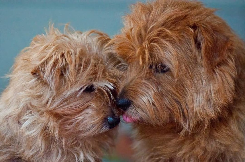 Allright Pretty Polly und Allright True Goblin - Norfolk Terrier