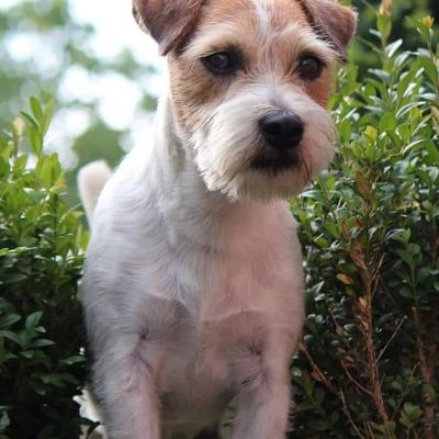 Parson Russell Terrier Rambling