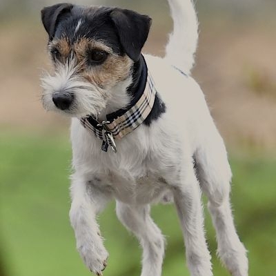 Parson Russell Terrier Foxbury's