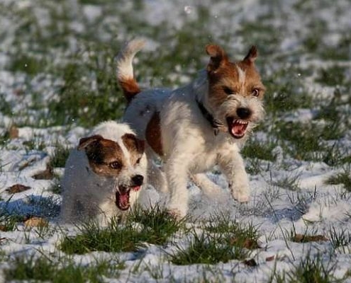Parson Russell Terrier Rambling Ice und vom Würmtal