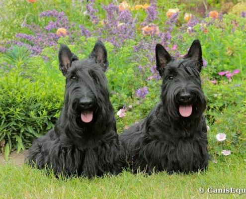 Scottish Terrier Cannis Equus