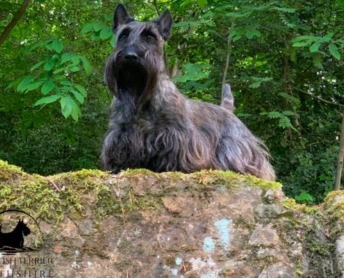 Scottish Terrier Magnico