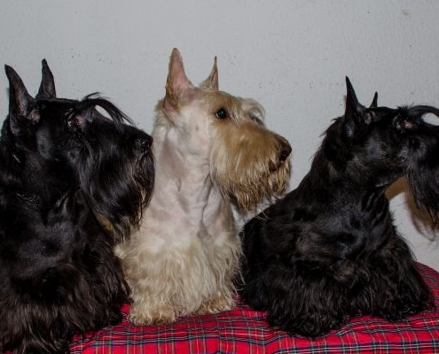 Scottish Terrier von links: Merlin alias Mystical Merlin of Goblin Castle, Dougal alias Real Gold of Goblin Castle und Oona alias Oona the Original of Goblin Castle