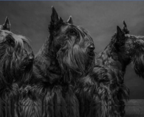 Scottish Terrier (v.r.) Heaven in Autumn of Goblin Castle, Scotty von Ziegelfeld und Pride D'Arcy"