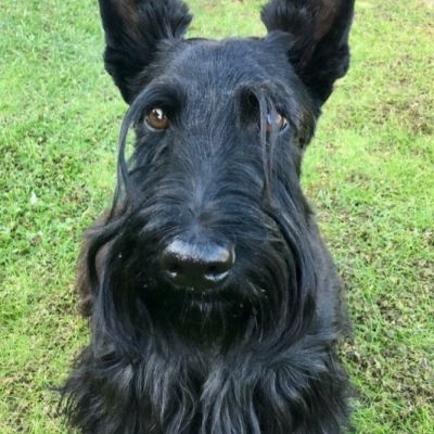 Scottish Terrier Dark Angel's