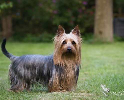 Australian Silky Terrier vom Grauen Strom