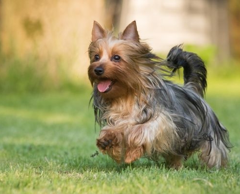 Australian Silky Terrier vom Grauen Strom