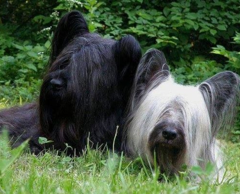 Skye Terrier vom Prieser Hof und of Bumble-Bee Castle