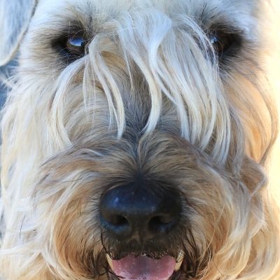 Irish Soft Coated Wheaten Terrier Wheatenfields