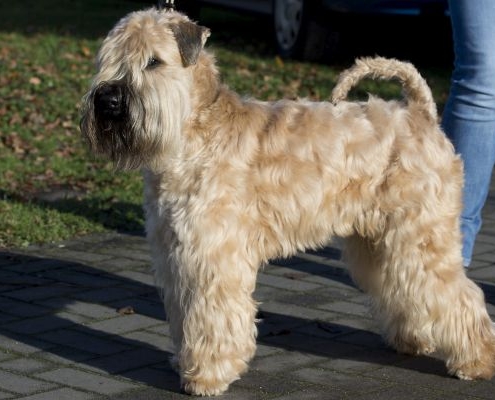 Irish Soft Coated Wheaten TerrierSophisticated Wheaten