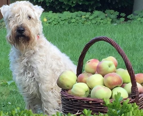 Irish Soft Coated Wheaten Terrier Wheatenfields