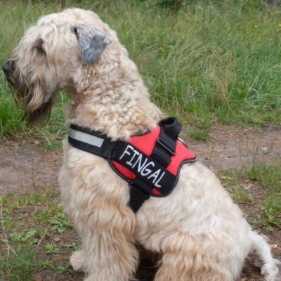 Irish Soft Coated Wheaten Terrier Charming Wheaten