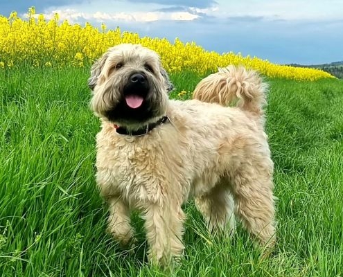 Irish Soft Coated Wheaten Terrier Charming Wheaten