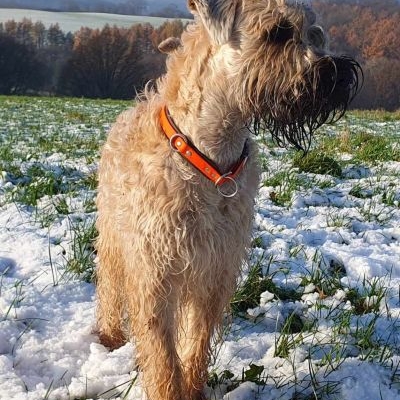 Irish Soft Coated Wheaten Terrier Vehnäpellon