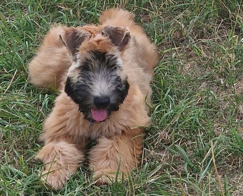 Irish Soft Coated Wheaten Terrier Amivista's