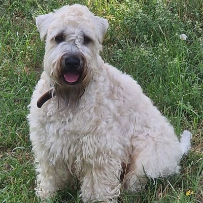 Irish Soft Coated Wheaten Terrier Wheaten Heartbreakers Ciello loves Mexico