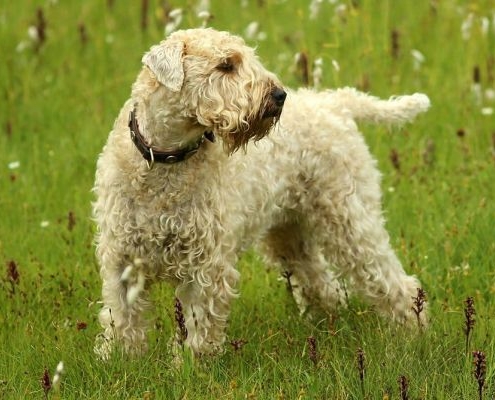 Irish Soft Coarted Whetaen Terrier Wheatenfields