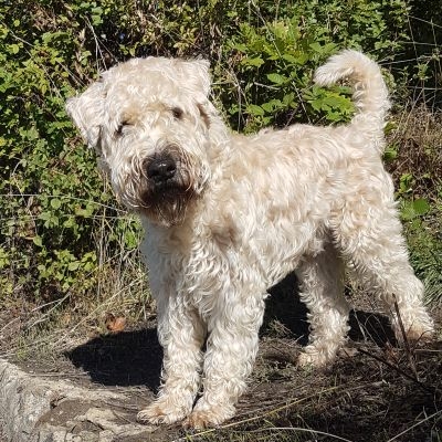 Irish Soft Coated Wheaten Terrier Sparkling