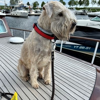 Irish Soft Coated Wheaten Terrier Wheatens Joy of Life