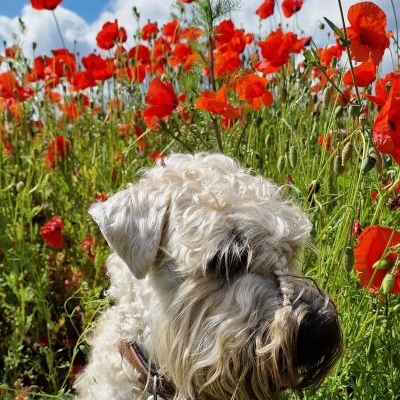 Irish Soft Coated Wheaten Terrier Amivista's Bunch Extra Vaganza