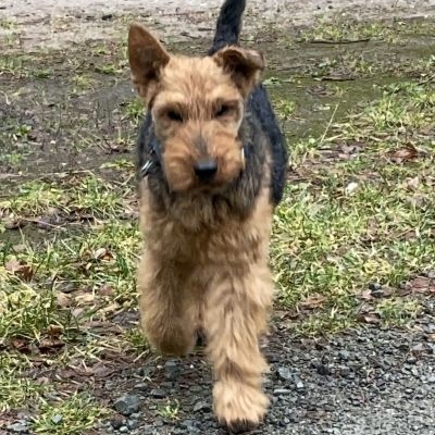 Welsh Terrier von Falk Siewert