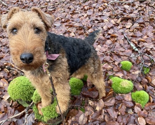 Welsh Terrier von Theilers-Welsh