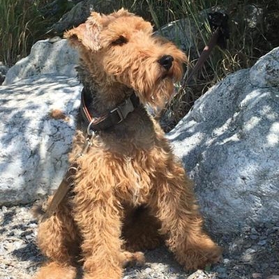 Welsh Terrier von der Hohen Flur