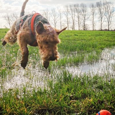 Welsh Terrier vom Zigeunerloch