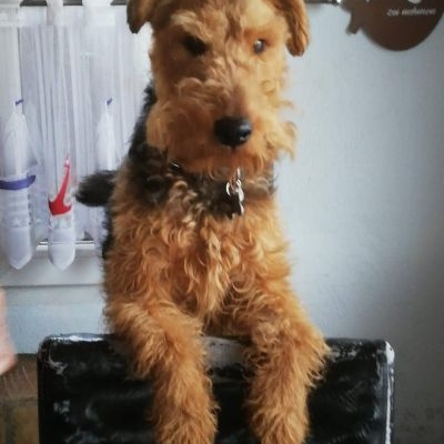 Welsh Terrier vom Nerzhof