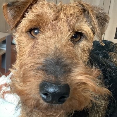 Welsh Terrier vom Zigeunerloch