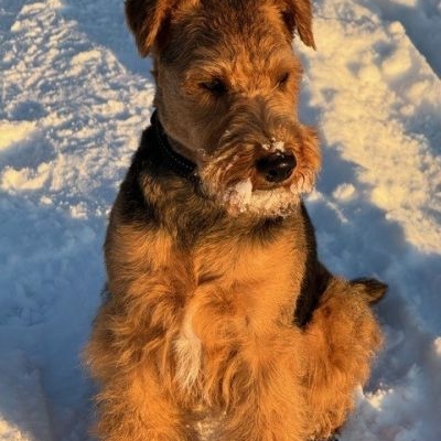 Welsh Terrier GUENTHER´S