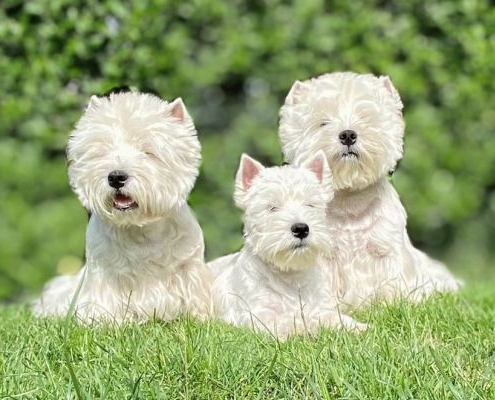 West Highland White Terrier White Snowshoes Peppermint mit Mutter White Snowshoes Royal Diamond und Vater Pride N Precious Icon