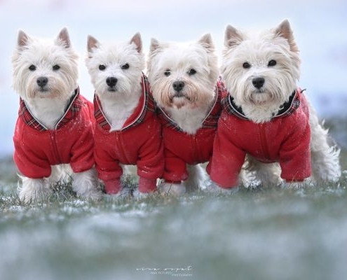 West Highland White Terrier of Devil Secrets