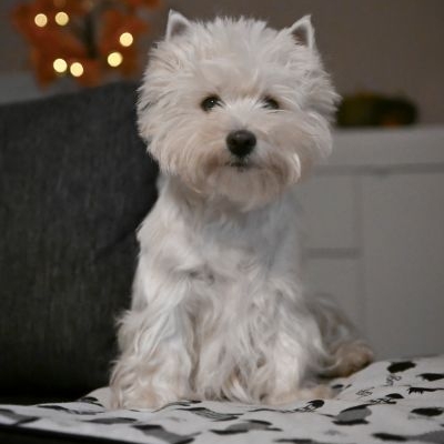 West Highland White Terrier of Devil Secrets